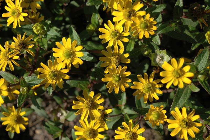 Datei:Melampodium-montanum Meierott-1 BIB.jpg