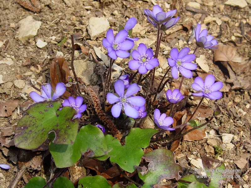 Datei:Hepatica-nobilis Gigglberger BIB.jpg