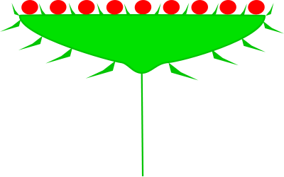 Datei:Inflorescences Head Kwiatostan Koszyczek.png