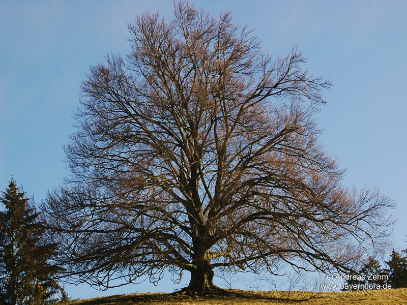 Datei:Fagus-sylvatica Zehm-2 BIB.jpg