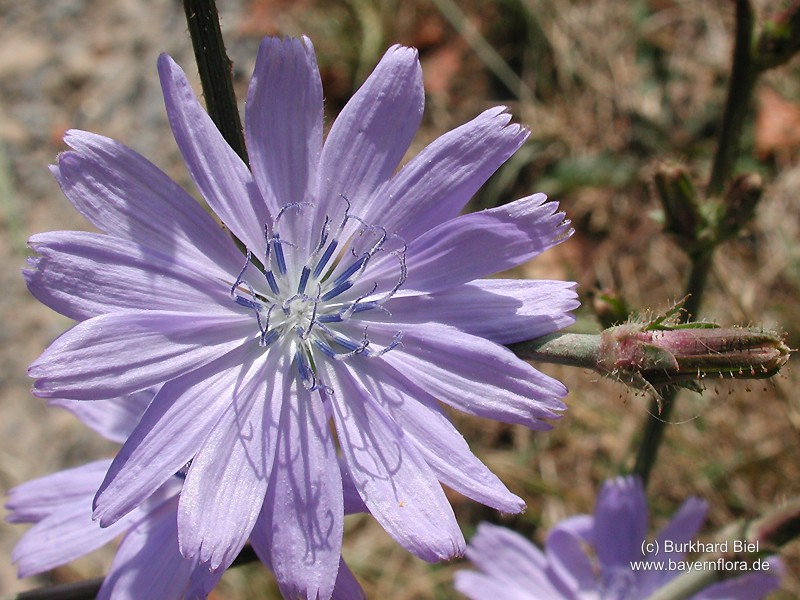 Datei:Cichorium-intybus-intybus Biel-1 BIB.jpg