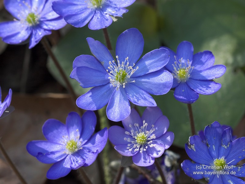 Datei:Hepatica-nobilis.jpg