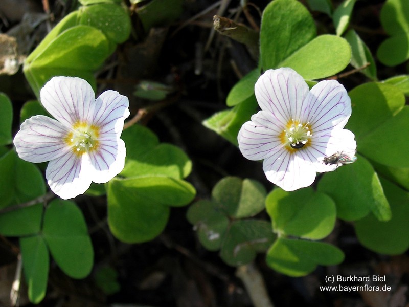 Datei:Oxalis-acetosella Biel-2 BIB.jpg