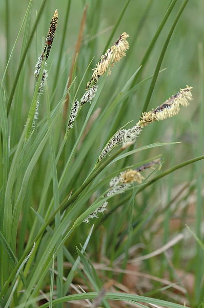 Datei:Carex.nigra.2.jpg
