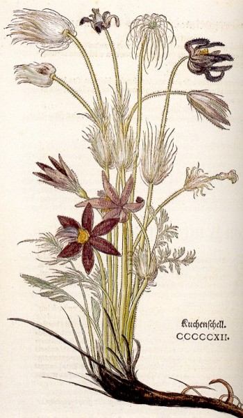 Datei:Fuchs zeichnung.jpg