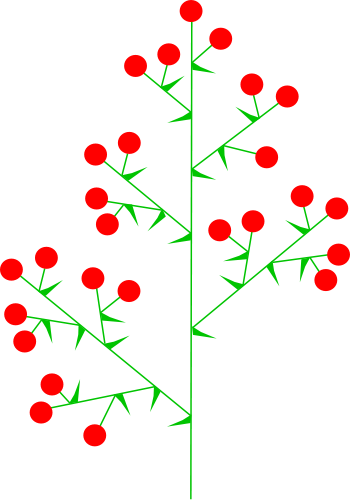 Datei:Inflorescences Panicle Kwiatostan Wiecha.png
