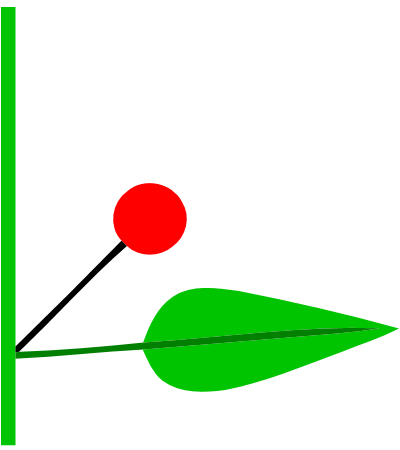 Datei:Bluete und Tragblatt (inflorescence).png