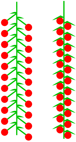 Datei:Kaetzchen (inflorescence).png