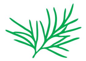 Datei:Leaf morphology multifide.png