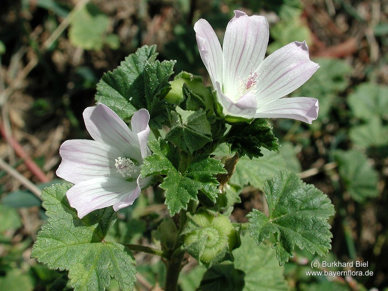 Datei:Malva-neglecta Biel-1 BIB.jpg