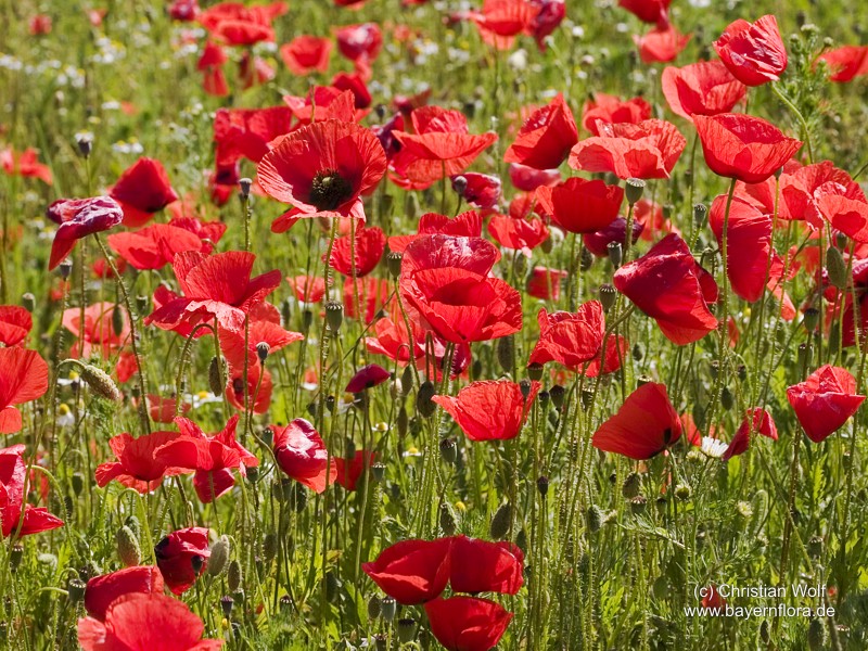 Datei:Papaver-rhoeas.jpg