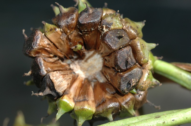 Datei:Sparganium-erectum-erectum Meierott-1 BIB.jpg