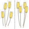 Datei:Flower 4 anthers.png