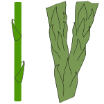 Datei:Leaves scaly.png