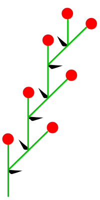 Datei:Wickel2 (inflorescence).png