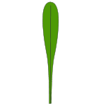 Datei:Blatt spatelfoermig.png