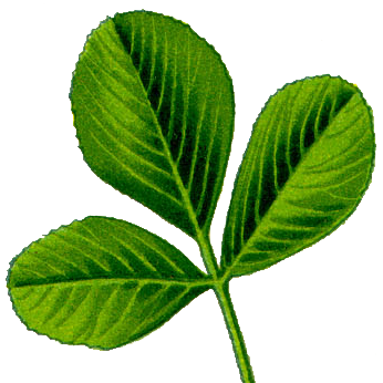 Datei:Illustration Medicago arabica1 leaf M lupulina.png