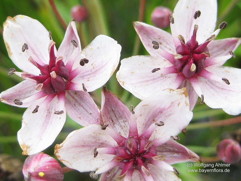 Datei:Butomus-umbellatus 2.jpg