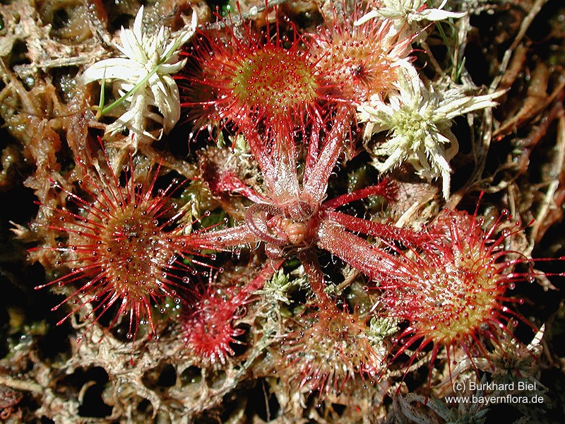 Datei:Drosera-rotundifolia flora.jpg
