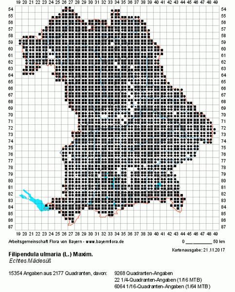 Datei:Filipendual ulmaria BK ohne.png