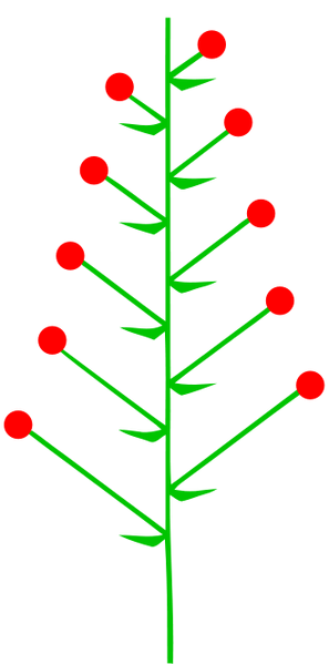 Datei:Traube (inflorescence).png