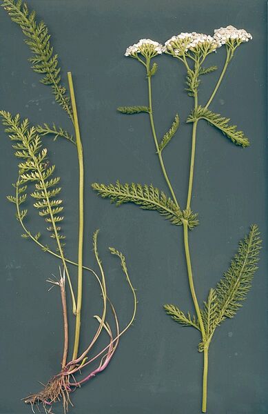 Datei:Achillea-pratensis Meierott-2 BIB.jpg