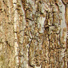 Puzzel zur Rinde Nr. 3