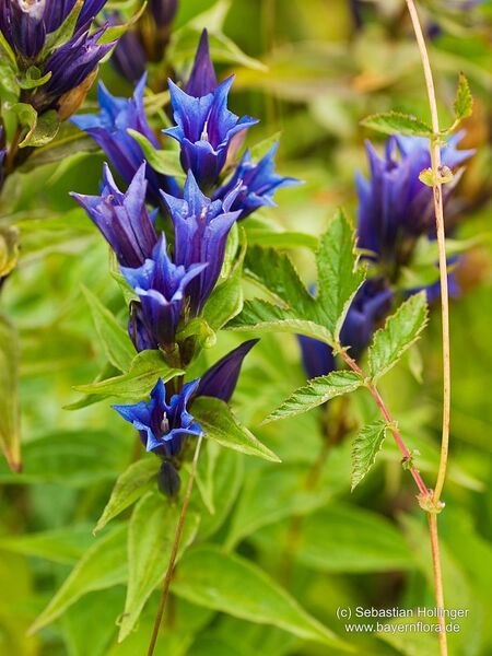 Datei:Gentiana-asclepiadea.jpg