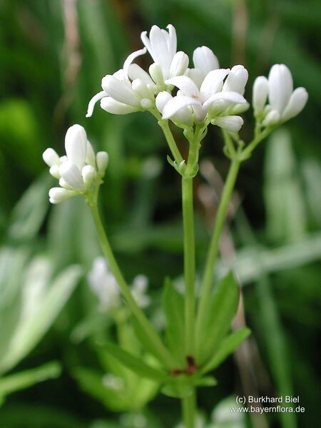 Datei:Galium-odoratum Biel-1 BIB.jpg