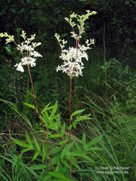 Datei:Filipendula-ulmaria Schoenfelder-1 BIB.jpg