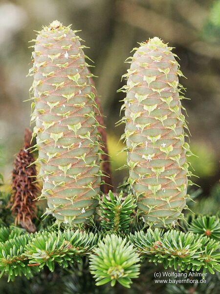 Datei:Abies-alba Ahlmer-2 BIB.jpg