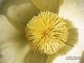 Pulsatilla vernalis var. bidgostiana Zapal.