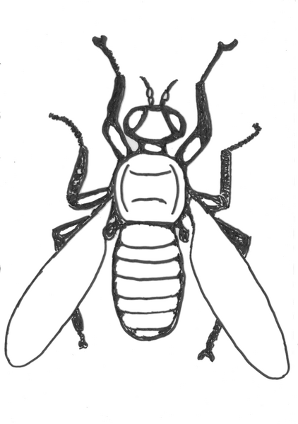Datei:Insekten1 25112009 Fliege.png