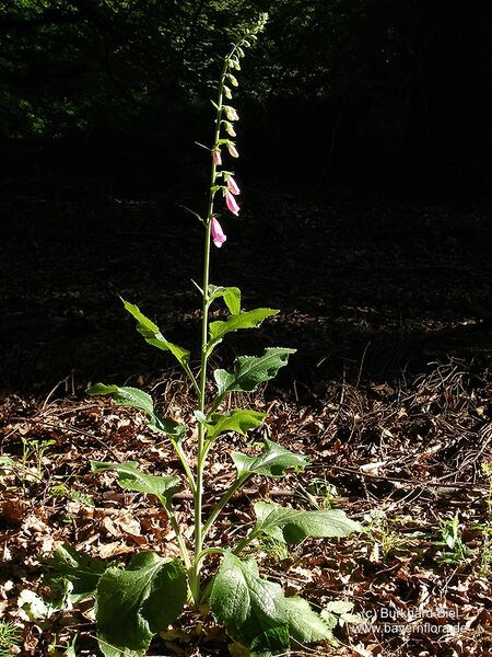 Datei:Digitalis-purpurea Biel-2 BIB.jpg
