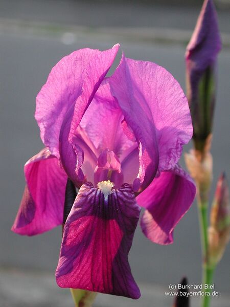 Datei:Iris-germanica.jpg