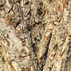 Puzzel zur Rinde Nr. 3