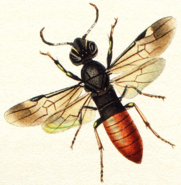 Datei:Orussus coronatus.jpg