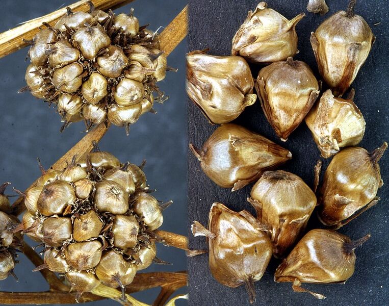 Datei:Sparganium-erectum-oocarpum Otto-1 BIB.jpg