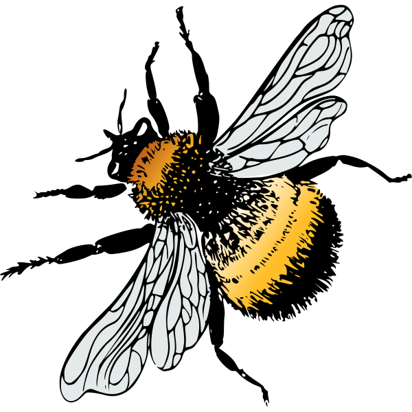 Datei:Bumblebee Pearson Scott Foresman.svg