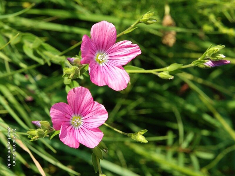 Datei:Linum-viscosum.jpg