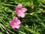 Linum viscosum L.