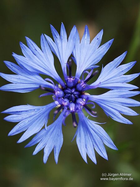 Datei:Centaurea-cyanus AhlmerJuergen-1 BIB.jpg