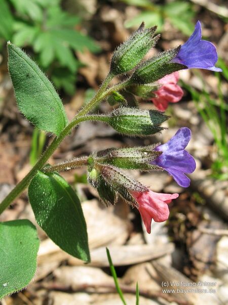 Datei:Pulmonaria-obscura Ahlmer-2 BIB.jpg