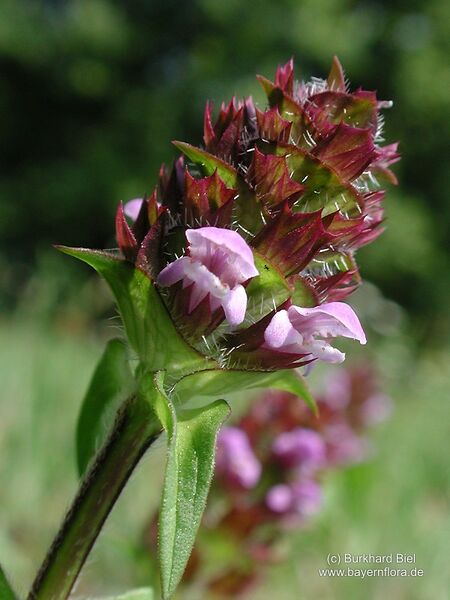 Datei:Prunella-vulgaris Biel-1 BIB.jpg