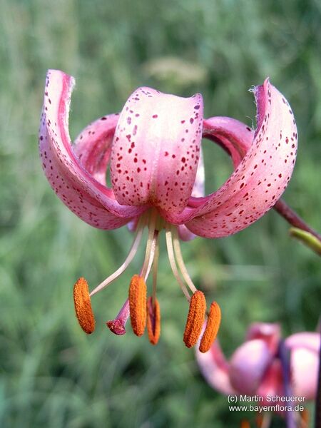 Datei:Lilium-martagon.jpg