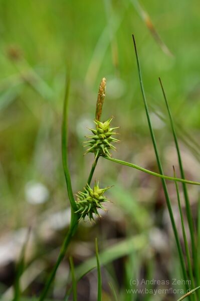 Datei:BFL Carex flava Zehm.jpg