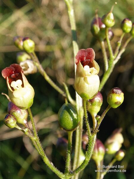 Datei:Scrophularia-nodosa Biel-3 BIB.jpg