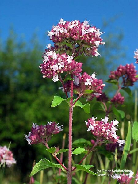 Datei:Origanum-vulgare-vulgare Schoenfelder BIB.jpg