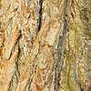 Puzzel zur Rinde Nr. 3