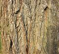 Borke alter Baum (später für Bestimmung!) specific_rights_text BaseEntity.specific_rights_text © Andrea Moro 500×500px Resource<br/>├ ResourceVariant<br/>│ └ RV_Enum.code: best_quality<br/>└ ResourceVariant<br/>  └ RV_Enum.code: tiny_sample https://www.bayernflora.de/images/thumb/9/9b/Dryades_TSB62431.jpg/500px-Dryades_TSB62431.jpg 75×75px Resource<br/>├ ResourceVariant<br/>│ └ RV_Enum.code: best_quality<br/>└ ResourceVariant<br/>  └ RV_Enum.code: tiny_sample https://www.bayernflora.de/images/thumb/9/9b/Dryades_TSB62431.jpg/75px-Dryades_TSB62431.jpg